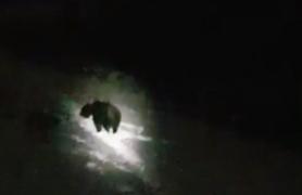 Un urs flămând a intrat în Cabana Postăvaru, unde erau peste 50 de oameni