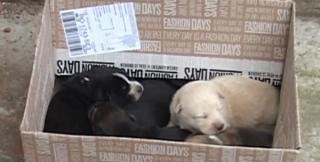 Misiune specială pentru pompierii din Gorj! Șase cățeluși au fost salvaţi dintre două clădiri (VIDEO)