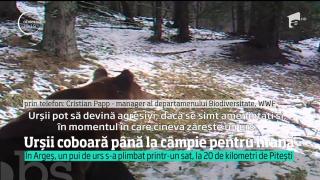În Argeș, urșii coboară până la câmpie pentru hrană. Un pui de urs a fost prins lângă Piteşti