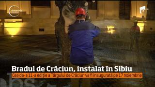Bradul de Crăciun, instalat la Sibiu