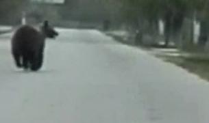 Prima oară după 70 de ani un urs a fost văzut într-un sat de câmpie. Avertismentul specialiştilor: "Să vină iarna şi o să vedem haitele de lupi"