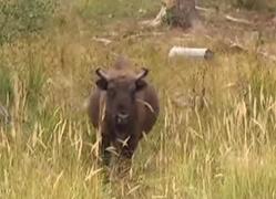 Concursuri hazlii printre zimbri! Parcul Natural Vânători din Neamţ a fost luat cu asalt de zeci de copii dornici de distracţie