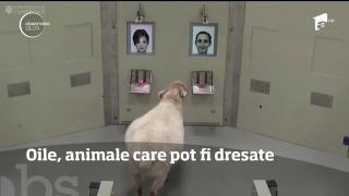 Oile, animale care pot fi dresate