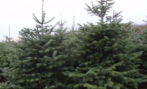 Românilor le plac mai mult brazii de Crăciun din import, decât cei din ţara noastră!