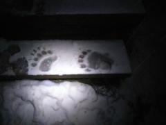 Ursul, din nou la Cabana Postăvaru. A reuşit să plece cu o pungă cu zahăr şi o cutie de bomboane