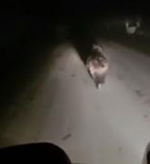 Urşii au coborât din vârful muntelui şi au ajuns până în culturile de varză din Lunguleţu! Câţiva tineri au filmat totul!