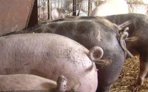 Porcul pentru acest Crăciun va fi cel mai scump din ultimii ani