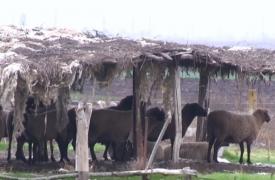 O turmă de oi pune în pericol scutul anti-rachetă de la Deveselu. Americanii cer intervenţia de urgenţă!