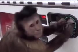 Maimuțica iubitoare de suc! Manevrează ca un om mare aparatul de răcoritoare