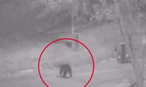 Bătrân grav rănit, după ce a fost atacat de urs în propria curte. Cum a reuşit omul să scape cu viaţă (VIDEO)