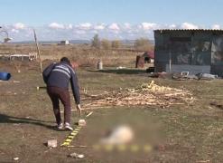 Un bărbat care a ucis cu intenţie un câine a fost condamnat la închisoare cu executare