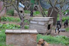 Un bărbat care avea interdicţie să deţină câini de luptă creştea ilegal în curte zeci de animale extrem de periculoase