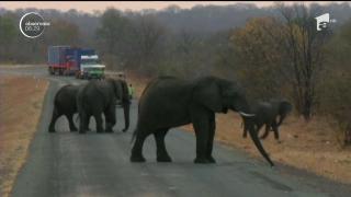 Elefanţii, puşi în pericol de Donald Trump! Ultima decizie a liderului de la Casa Albă îi înfurie pe apărătorii animalelor (VIDEO)