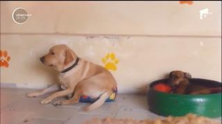 Un culcuș mic, pentru un câine mare