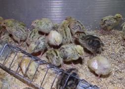 O familie din Buzău face bani frumoşi dintr-o afacere cu ouă de prepeliţă murate