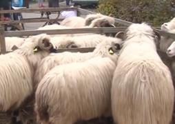 Ministrul Agriculturii încearcă să salveze economia României, nu doar oaia