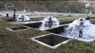 Păstrăvul curcubeu aduce venit frumoase în Caraș-Severin! Se anunță o producție record în 2017