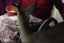 Poveste ireală în Neamţ, unde doi soţi imobilizaţi în scaune cu rotile cresc o căprioară ca pe propriul copil