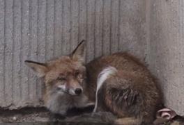 Musafir inedit într-un bloc din Constanţa! O vulpe s-a ascuns la subsolul imobilului