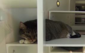 Conflictul etern dintre câini şi pisici ar putea rămâne o amintire! Descoperirea uriaşă a cercetătorilor de peste ocean