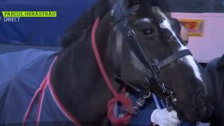 Căluţul de-o viaţă în slujba românilor! Ultima misiune de 1 Decembrie pentru Dana, după 20 de ani la Jandarmerie