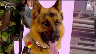 Întâlnire specială de 1 Decembrie. Faceţi cunoştinţă cu Dino, câinele ne salvează de explozii