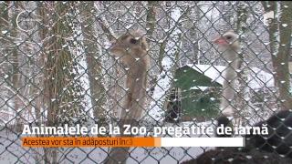 Iarna s-a instalat prin unele părţi ale ţării. Pentru animale, schimbarea nu e una uşor de acceptat