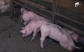 Porcul de Cărciun, de vânzare pe internet. Crescătorii spun că primesc câte trei comenzi pe zi