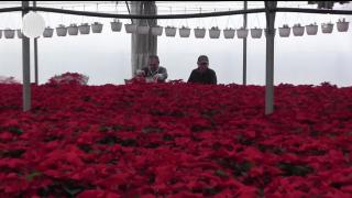 Crăciunițele, la mare căutare. Prețul se negociază în funcție de cantitatea cumpărată