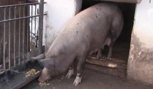 Românii fac troc pe Internet, inclusiv cu maşini sau icoane, pentru porcul de Crăciun