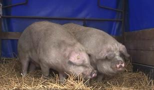 Preţurile la porci vii au crescut în târgurile de animale, înainte de Crăciun