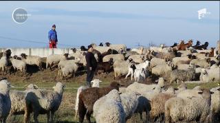 Petre Daea şi campania Alege Oaia: Ministrul Agriculturii a donat plăpumi de lână bătrânilor unui azil