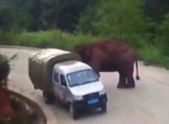 Imagini şocante surprinse pe un drum din China. Un elefant a atacat două maşini (Video)