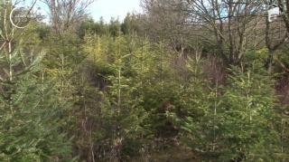 Brazi cu miros de portocală, ultimul trend al sărbătorilor de iarnă. Pomii pot fi replantaţi după folosire