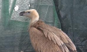 Povestea lui Zeus, ultimul vultur pleşuv din România, salvat din ghearele foamei de câţiva biologi din Hunedoara