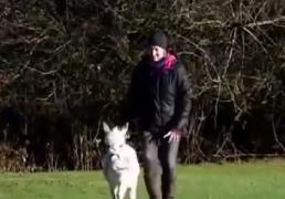 Un măgăruş dintr-un comitatul Cambridgeshire din Anglia a fost numit cel mai mic măgăruş din lume!