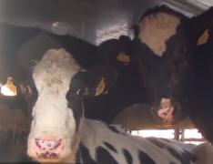 Treizeci de vacuţe gestante au fost oferite cadou unor săteni nevoiaşi