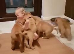 Un bebeluş, copleşit de atenţia primită din partea prietenilor patrupezi