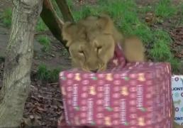 Sărbătorile au venit mai devreme pentru animalele de la grădina zoologică din Londra