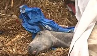 Un cal înfometat, bătut şi abandonat în curtea unei biserici din Constanţa a fost salvat după 24 ore de chinuri groaznice