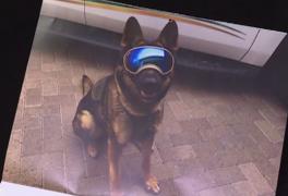 Brigada antitero din Nevada vine în întâmpinarea iubitorilor de câini din Statele Unite