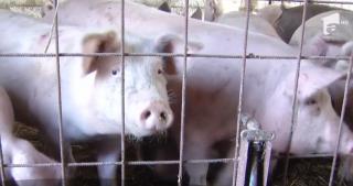 Porcii de curte, la mare căutare. În Mureş, kilogramul de carne se vinde şi cu 10 lei la poarta crescătorului