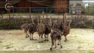 Carnea de struţ, ultima delicatesă propusă pentru masa de Crăciun