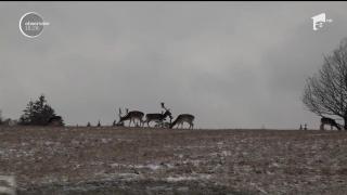 O plimbare prin natură şi printre cerbi, oferta unui parc din Harghita