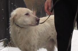 Cu multă muncă şi răbdare, un câine a fost salvat de pompierii dejeni, dar şi de voluntari