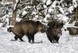 Mistreț radioactiv, vânat la Suceava. Autorităţile caută sursa de radiaţii care a contaminat animalul (Video)