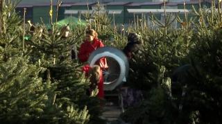 Bradul din Ajun e mai ieftin! Pomii de Crăciun s-au vândut astăzi şi cu 5 lei în unele pieţe