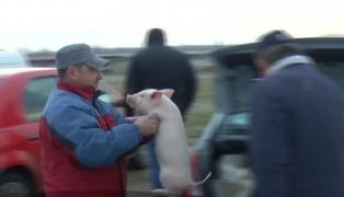 Ultima strigare pentru porcul de Crăciun: S-au dus negocieri grele la târgul de animale de la Călugăreni