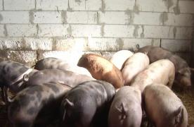 Mangaliţa îşi face loc pe masa de Crăciun. Din 2018, ministerul Agriculturii va oferi fermierilor, gratuit, rase de porci pe cale de dispariţie