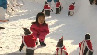 Pinguinii lui Moş Crăciun au fost principala atracţie pentru micuţii dintr-un parc din China